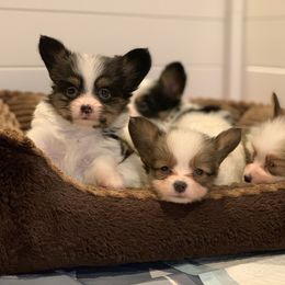 Papillon Puppies from A Breed Apart Papillons