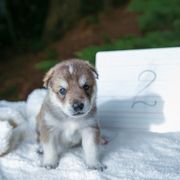 Tamaskan Puppies from Ageli Lykon