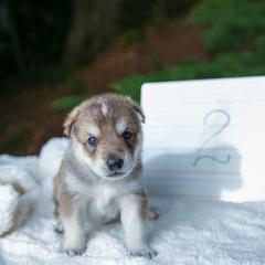 Tamaskan Puppies from Ageli Lykon