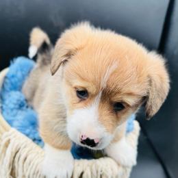 Male 3 WITH TAIL - Red male Pembroke Welsh Corgi puppy in Hale, Michigan from All Hale Corgis