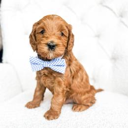 Sheldon - Red  male Goldendoodle puppy in Sterling, Illinois from Charley's Goldendoodles