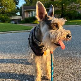 Miniature Schnauzers from Canteranos pups