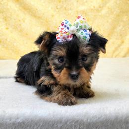 Libby - Blue and gold female Yorkshire Terrier puppy in Monticello, Iowa from Ashley’s Puppies