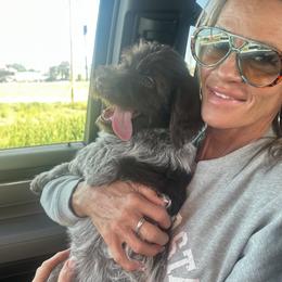 Gypsy - Brown and gray female Wirehaired Pointing Griffon puppy in Fort Collins, Colorado from Gypsy Creek Griffons
