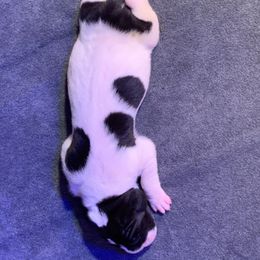 Great Dane Puppies from Charlie Plaza's Great Danes