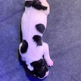 Great Dane Puppies from Charlie Plaza's Great Danes