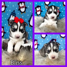 Bliss - Gray and white female Siberian Husky puppy in Parma, Ohio from Sirius Siberian Huskies