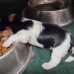 Domino - Black tan and white male Biewer Terrier puppy in Jamesville, New York from Mark Carfagno's Pups