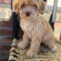 Graham - Blenheim male Cavapoo puppy in Fayetteville, Arkansas from Silver Hill Farm