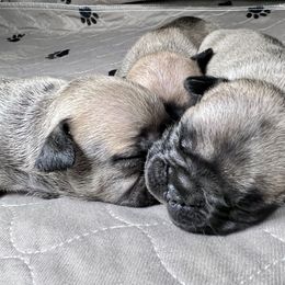 French Bulldog puppies from Ferdulalux Frenchies