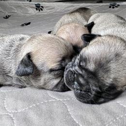 French Bulldog puppies from Ferdulalux Frenchies