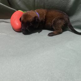 Boy 3 - male Belgian Malinois puppy in Woodway, Texas from New Beginning Belgians