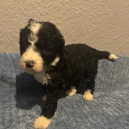 Ella - Black and white female Bernedoodle puppy in Battle Creek, Michigan from T-Rose’s Bernedoodle & Pomsky Puppies