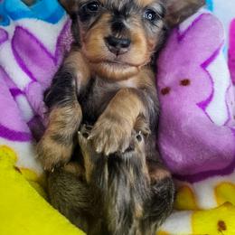 Black and tan dapple 1 (3208.56) - Dapple female Dachshund puppy in Belle Rive, Illinois from Akin's Miniature Dachshunds, LLC