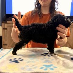 Gust - Black merle male Mudi puppy in Franklinville, New Jersey from Velaris