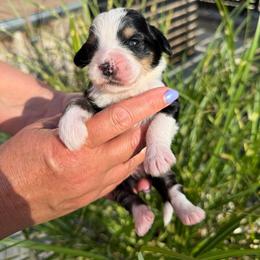 Minnow - Tri-color female Bernedoodle puppy in Russellville, Arkansas from Crossgate Doodles