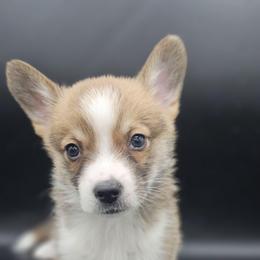 Sunny - White and red male Pembroke Welsh Corgi puppy in Tomball, Texas from Larsen Loved Corgis