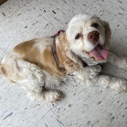 Honey - Cocker Spaniel