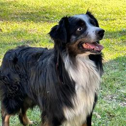Ranger - Australian Shepherd