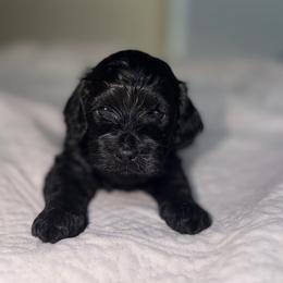 Athena - Black female Cockapoo puppy in Colorado Springs, Colorado from Garrett Doodles