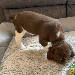 English Springer Spaniel Puppies from Timothy Naylor