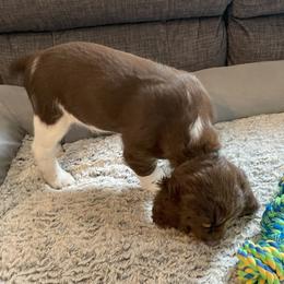English Springer Spaniel Puppies from Timothy Naylor