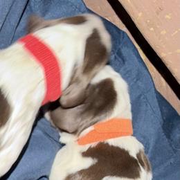 Orange - Liver and white male English Springer Spaniel puppy in Wells, Vermont from Everyday Sunshine Springers