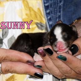 Sunny - Girl - Black & tan female Toy Shetland Sheepdog puppy in Frazeysburg, Ohio from Mountain High Kennels