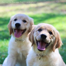 Golden Retriever Puppies from Chablisse Golden Retrievers
