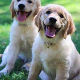 Golden Retriever Puppies from Chablisse Golden Retrievers