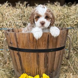 Fern - Chocolate male Cavapoo puppy in Bozrah, Connecticut from Cedar Creek Farm