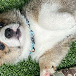 Pembroke Welsh Corgis from Willstar Canine