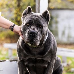 Sable - Cane Corso