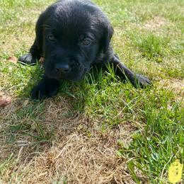 Labrador Retriever Puppies from Our Little Farm