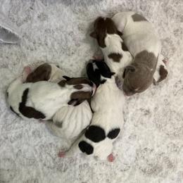Sable piebald male - White and sable male Teddy Roosevelt Terrier puppy in Russellville, Kentucky from Mud-E Acres Kennel