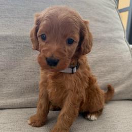 Gray collar male - Red  male Goldendoodle puppy in Ridgewood, New Jersey from Jessie’s Doodles