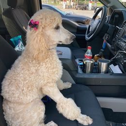 Poodles from Kristi Golden's Poodles