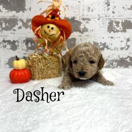 Dasher - Apricot male Goldendoodle puppy in Nortonville, Kentucky from Deb’s KY Doodles