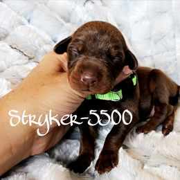Red Rust male - 5500 - Red and rust male Doberman Pinscher puppy in Aurora, Indiana from Double-Take Doberman Kennels