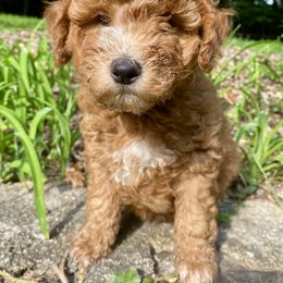 Goldendoodle Puppies from Deerhaven Doodles