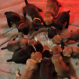 Cane Corso Puppies from Overwatch Kennels
