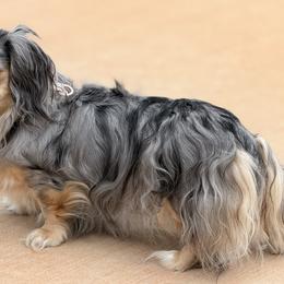 Anela - Dachshund