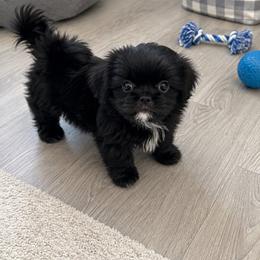 Wesley - Black and white male Shih Tzu puppy in Kettering, Ohio from The Ruff Life Tribe