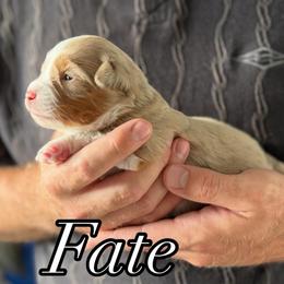 Fate - Red merle female Toy Australian Shepherd puppy in Riverton, Utah from Iron Spirit Homestead & Aussies