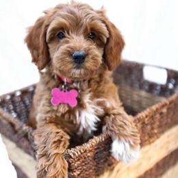 Brook - Red  female Goldendoodle puppy in Boise, Idaho from Goldendoodle Baby