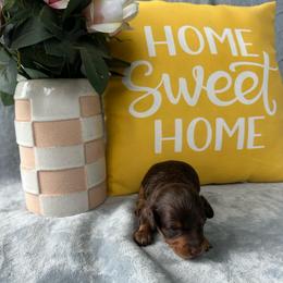 Noah - Chocolate male Dachshund puppy in Brandon, Florida from Knights Dachshunds