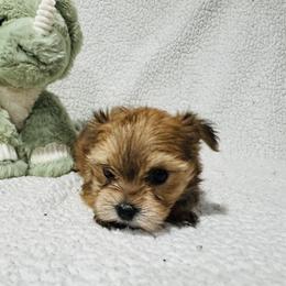 PIP - Tan male Morkie puppy in Durand, Wisconsin from Larson’s Legacy Aussome Aussie Kennels