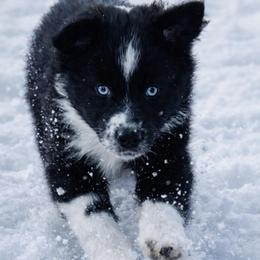 Bullet - Black & white male Miniature Australian Shepherd puppy in Luling, Texas from Little Wood Toy and Mini Aussies