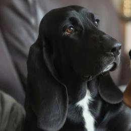 Basset Hounds from Buck Wild For Bassetts
