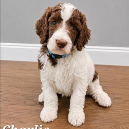 Charlie - Parti male Poodle puppy in Dover, Delaware from Dogtastic Poodles